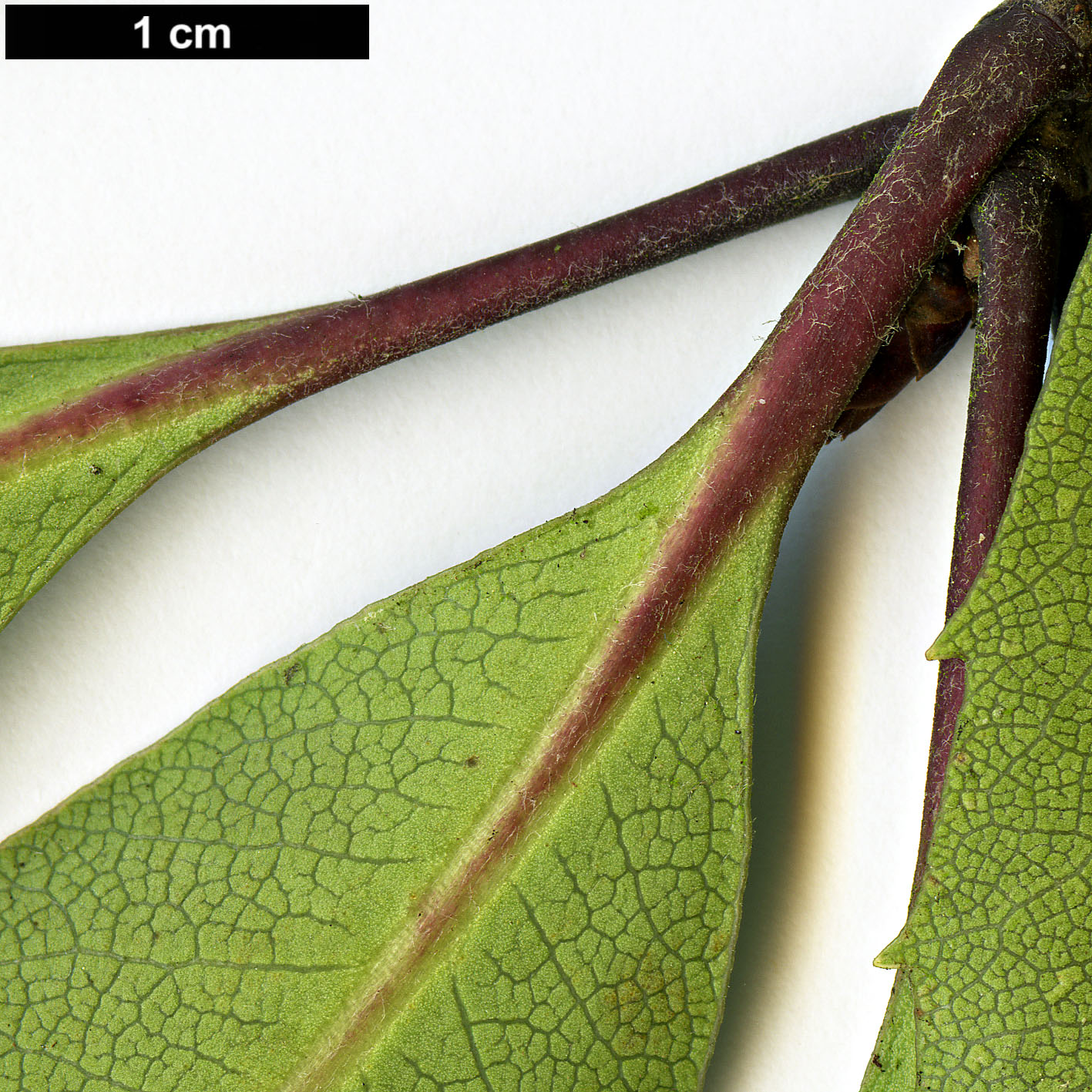 High resolution image: Family: Pittosporaceae - Genus: Pittosporum - Taxon: dallii